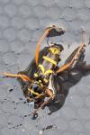 Clytus arietis