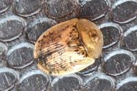 Cassida nebulosa