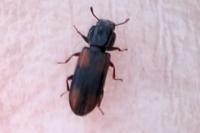 Bitoma crenata