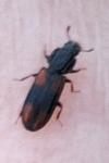 Bitoma crenata