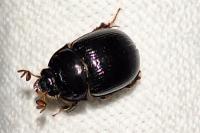Odonteus armiger