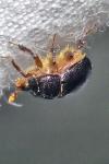 Odonteus armiger