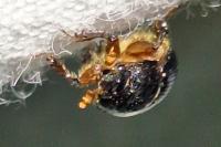 Odonteus armiger