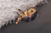 Odonteus armiger