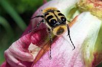 Trichius gallicus