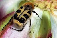 Trichius gallicus
