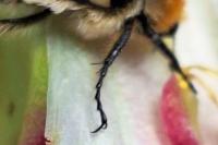 Trichius gallicus