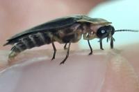 Lampyris noctiluca