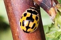 Propylea quatuordecimpunctata
