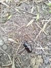 Lucanus cervus