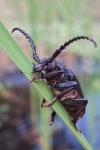 Prionus coriarius