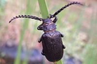 Prionus coriarius
