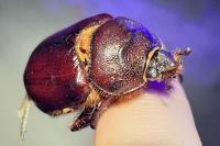 Oryctes nasicornis