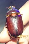 Oryctes nasicornis