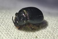 Odonteus armiger