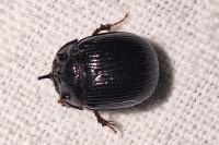 Odonteus armiger