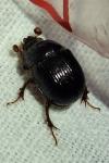 Odonteus armiger
