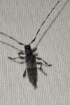 Acanthocinus griseus