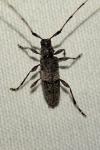 Acanthocinus griseus