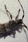 Acanthocinus griseus