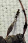 Acanthocinus griseus