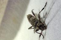 Acanthocinus griseus