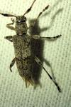 Acanthocinus griseus