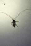 Acanthocinus griseus