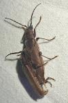 Arhopalus rusticus