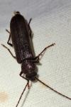 Arhopalus rusticus