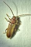 Arhopalus rusticus