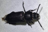 Spondylis buprestoides
