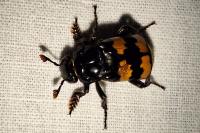 Nicrophorus interruptus