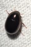 Hydrobius fuscipes
