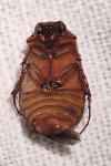 Serica brunnea