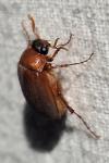 Serica brunnea