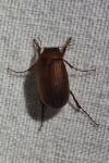 Serica brunnea