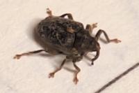 Ceutorhynchus pallidactylus