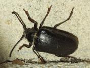 Prionus coriarius