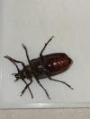Prionus coriarius