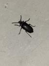 Prionus coriarius