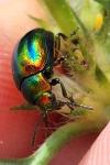 Chrysolina fastuosa