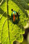Chrysolina fastuosa