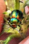 Chrysolina fastuosa