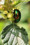 Chrysolina fastuosa