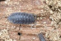 Porcellio scaber