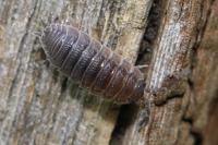 Porcellio scaber