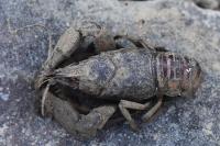 Faxonius limosus