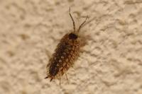 Porcellio spinicornis