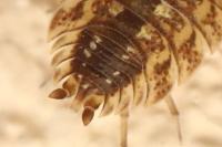 Porcellio spinicornis